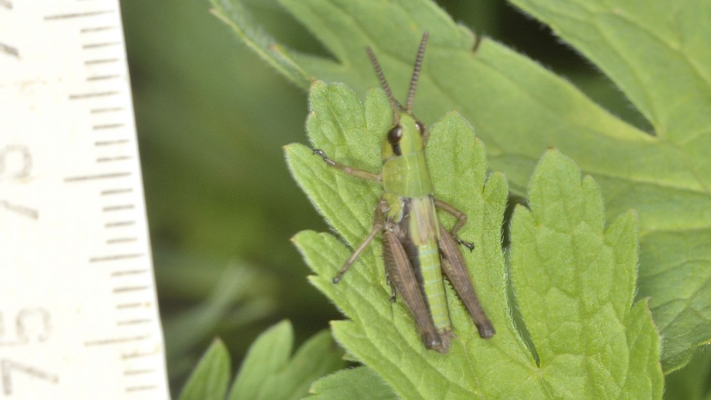 Chorthippus ? No, Pseudochorthippus parallelus