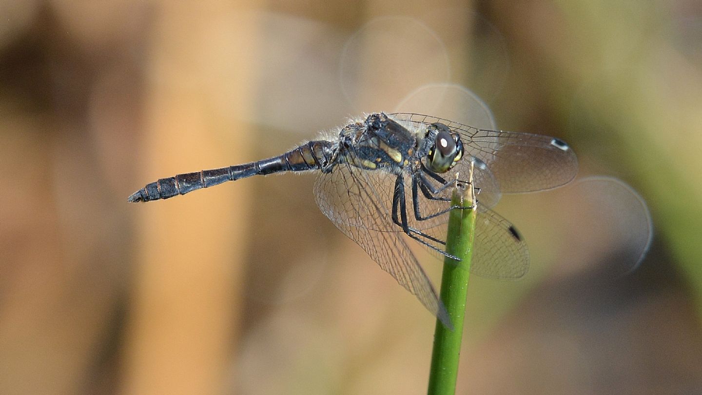Libellula in Piemonte:  Sympetrum danae, maschio