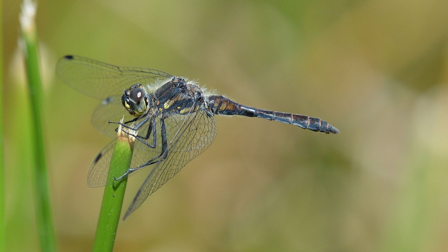 Libellula in Piemonte:  Sympetrum danae, maschio