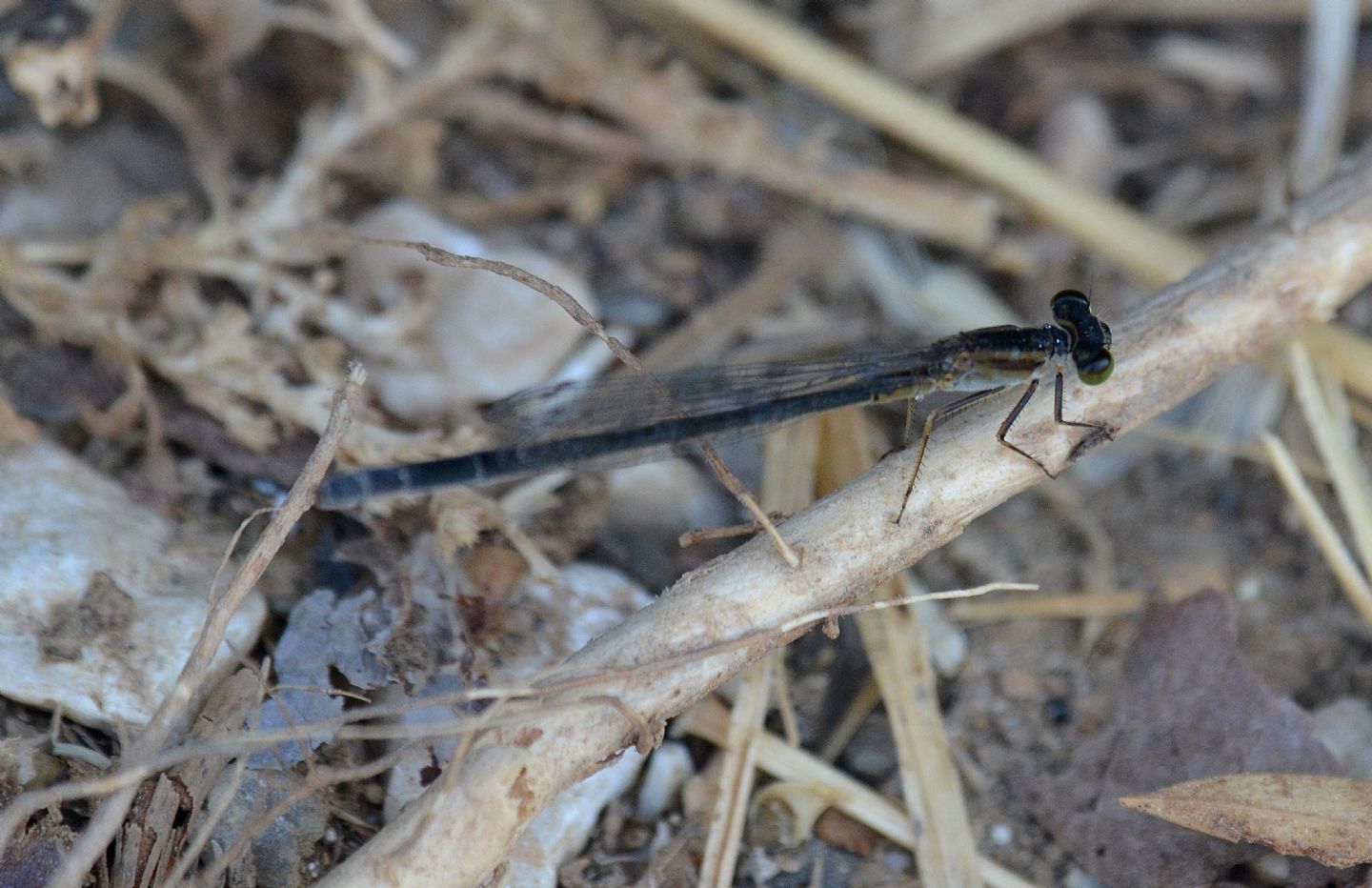Libellula nera
