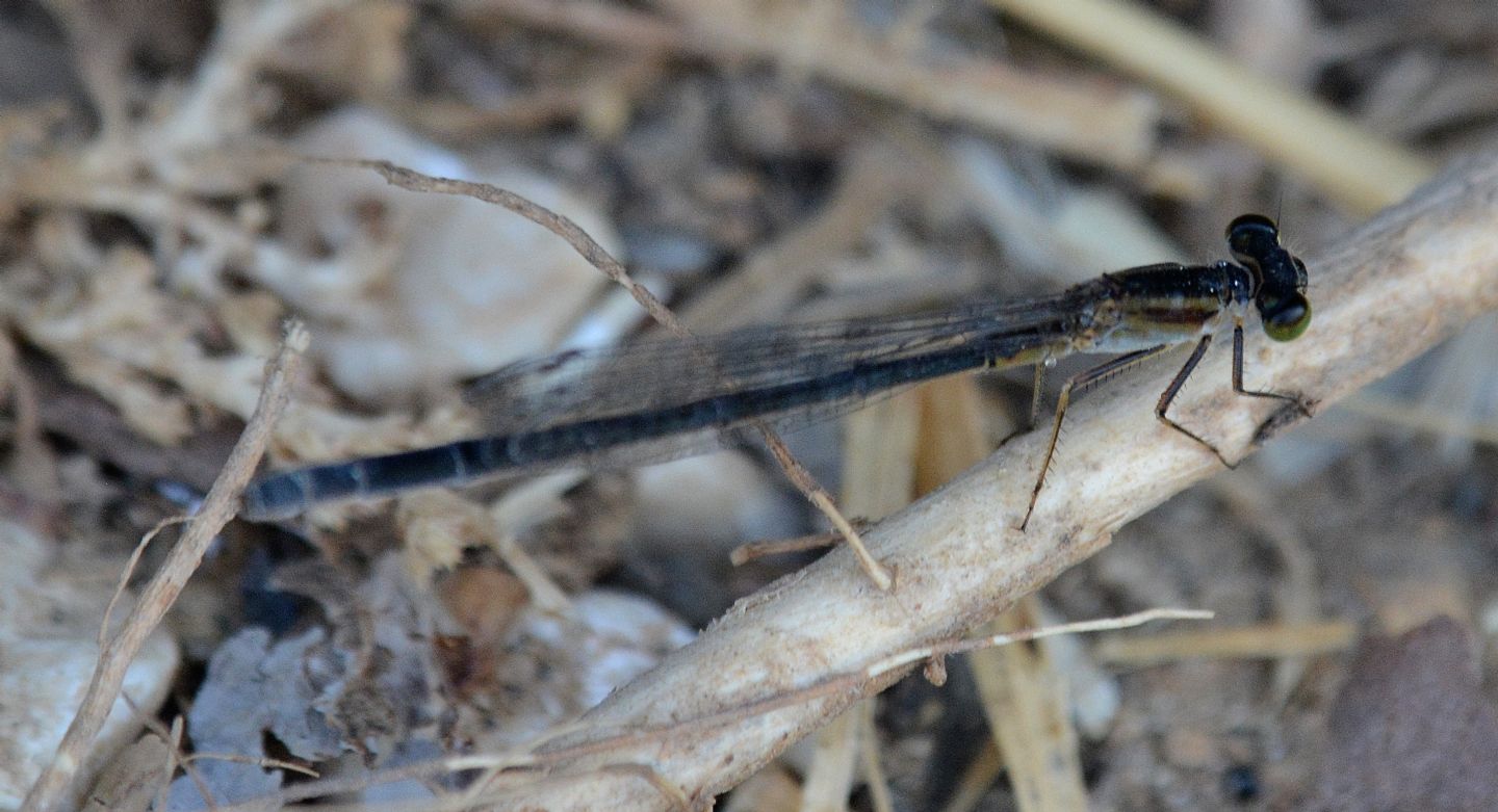 Libellula nera