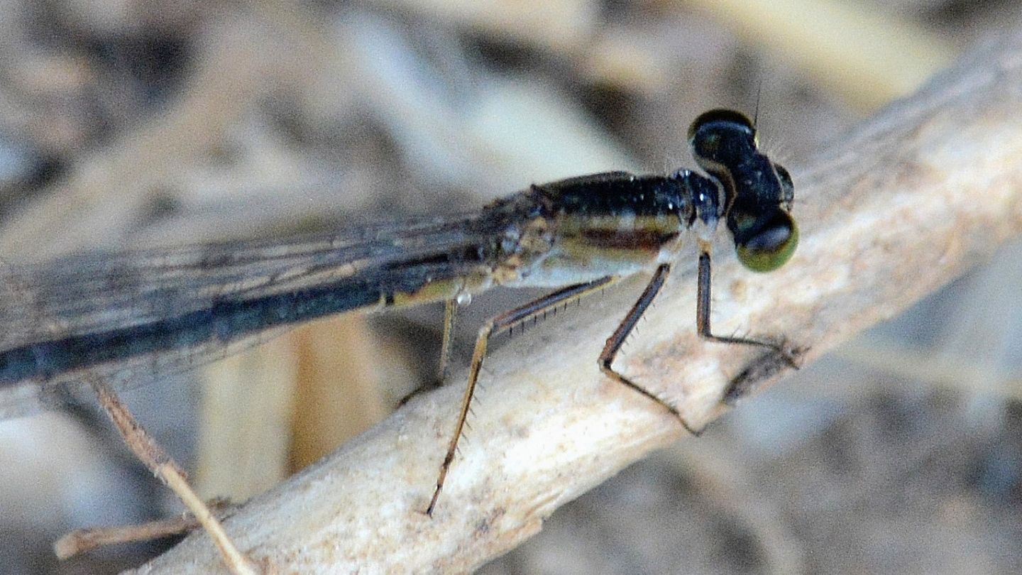 Libellula nera