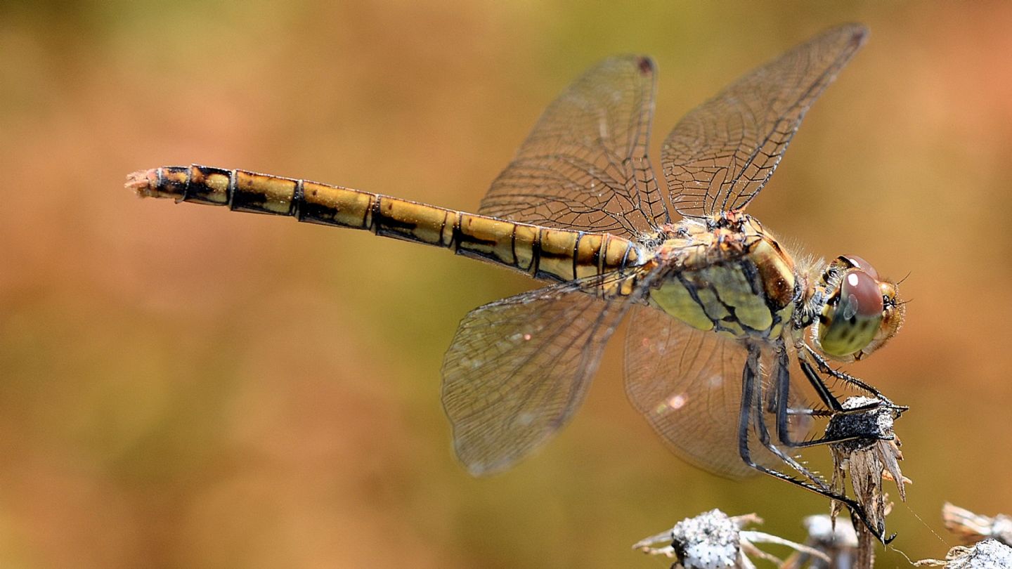 Libellula sarda:  Sympetrum striolatum, femmina