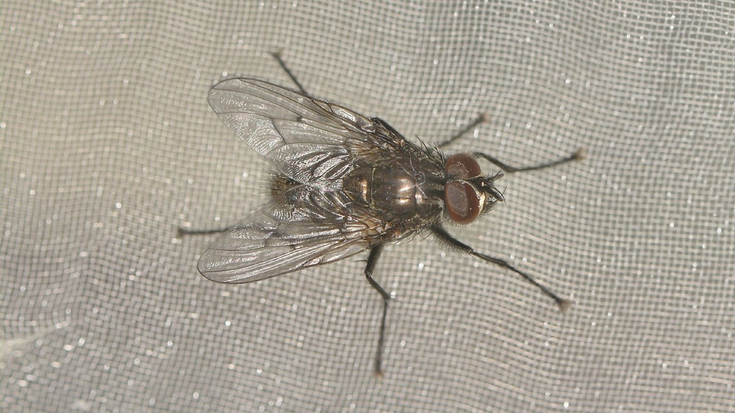 forse: Helina setiventris ?  No, Muscidae Phaoninae sp.