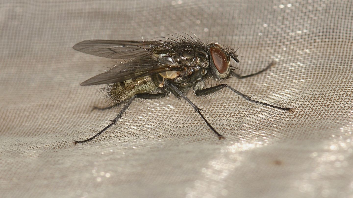 forse: Helina setiventris ?  No, Muscidae Phaoninae sp.