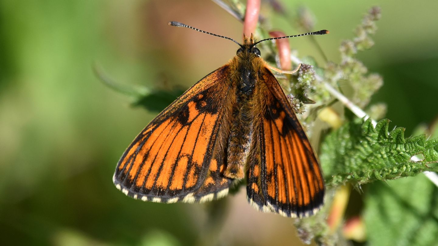 Aberrante ? ...  Melitaea varia