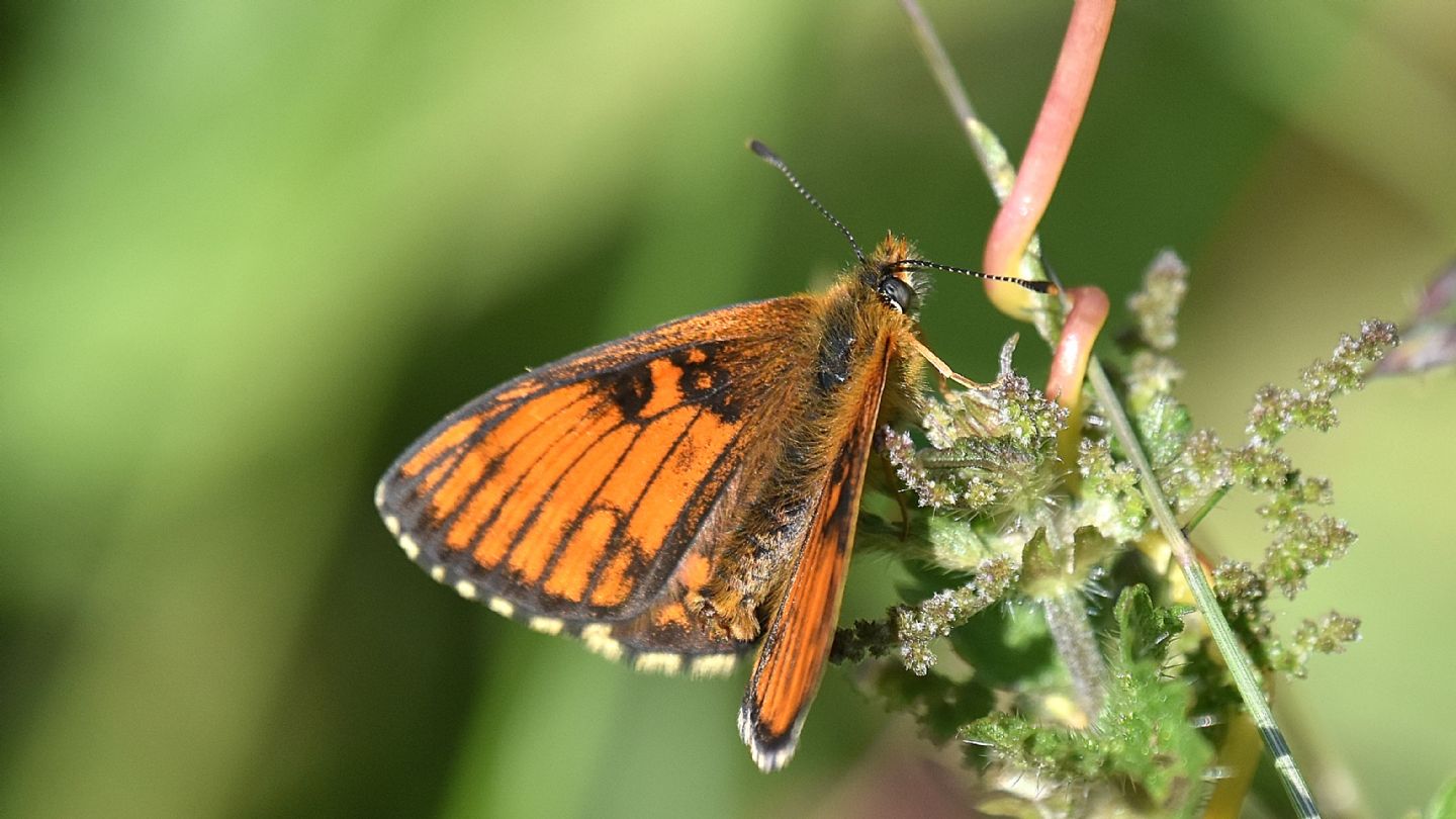 Aberrante ? ...  Melitaea varia