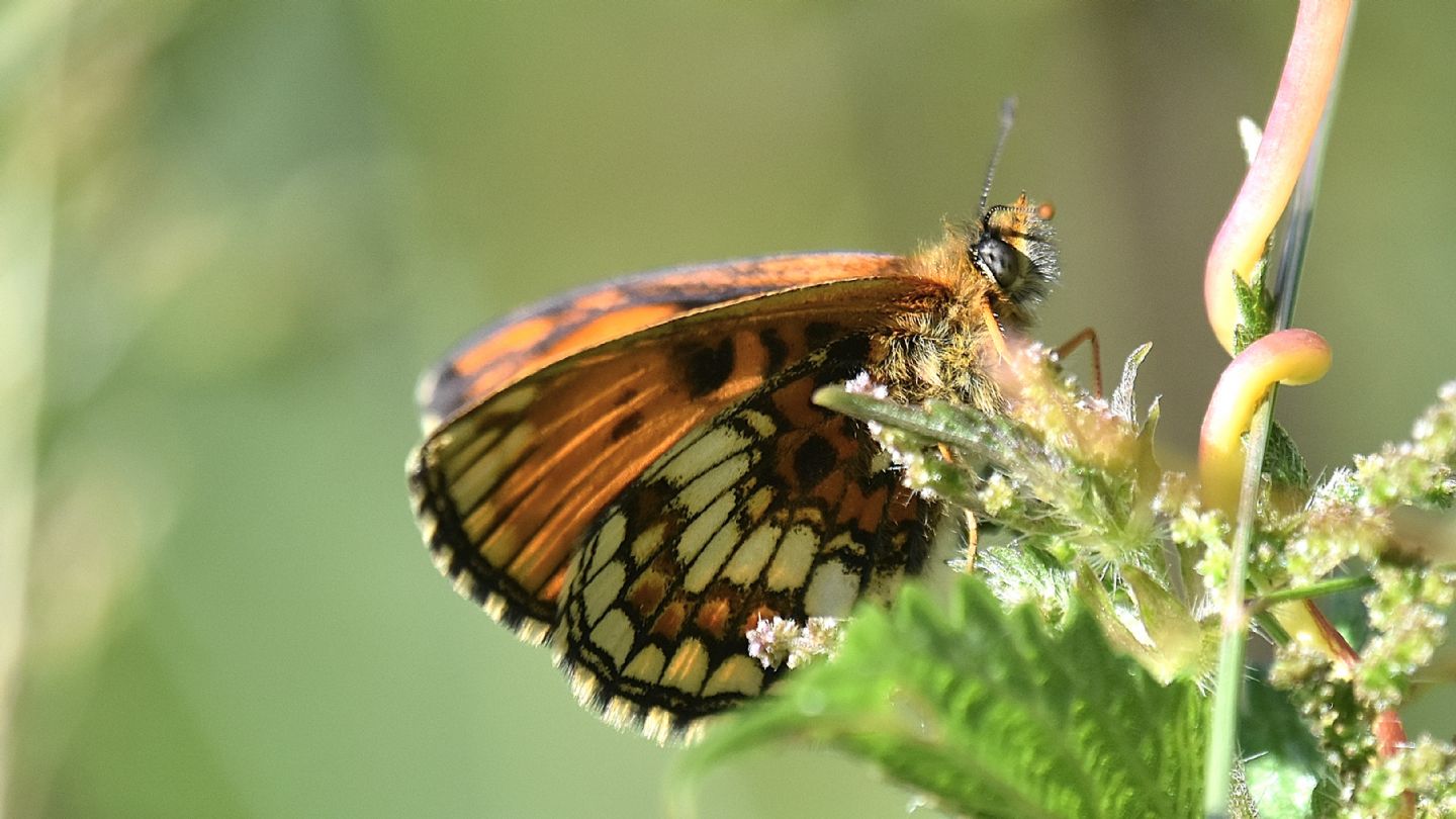 Aberrante ? ...  Melitaea varia