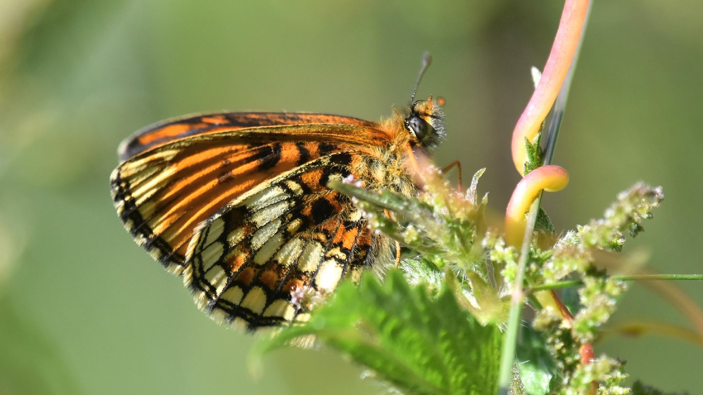 Aberrante ? ...  Melitaea varia