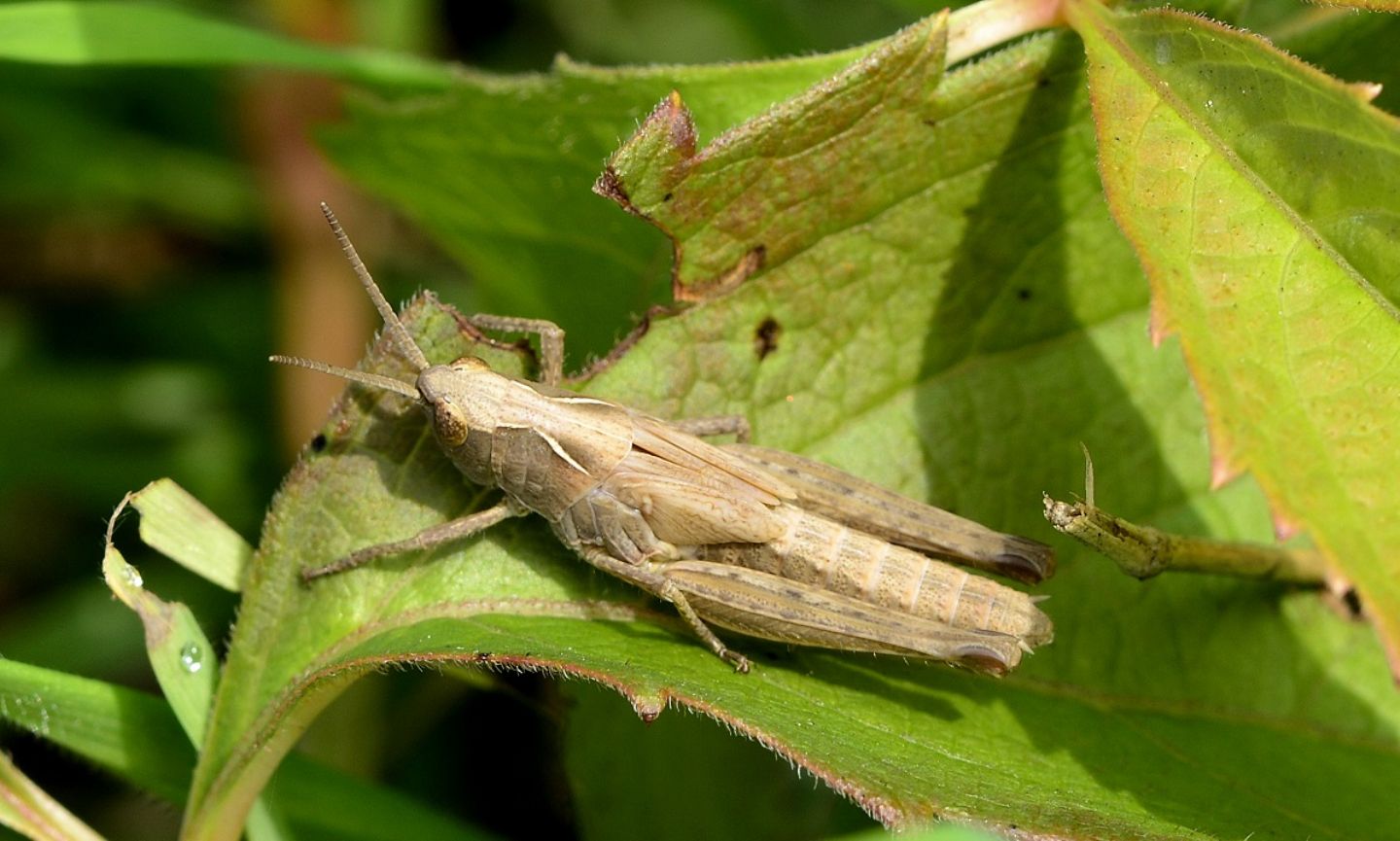 Giovane...  Glyptobothrus brunneus