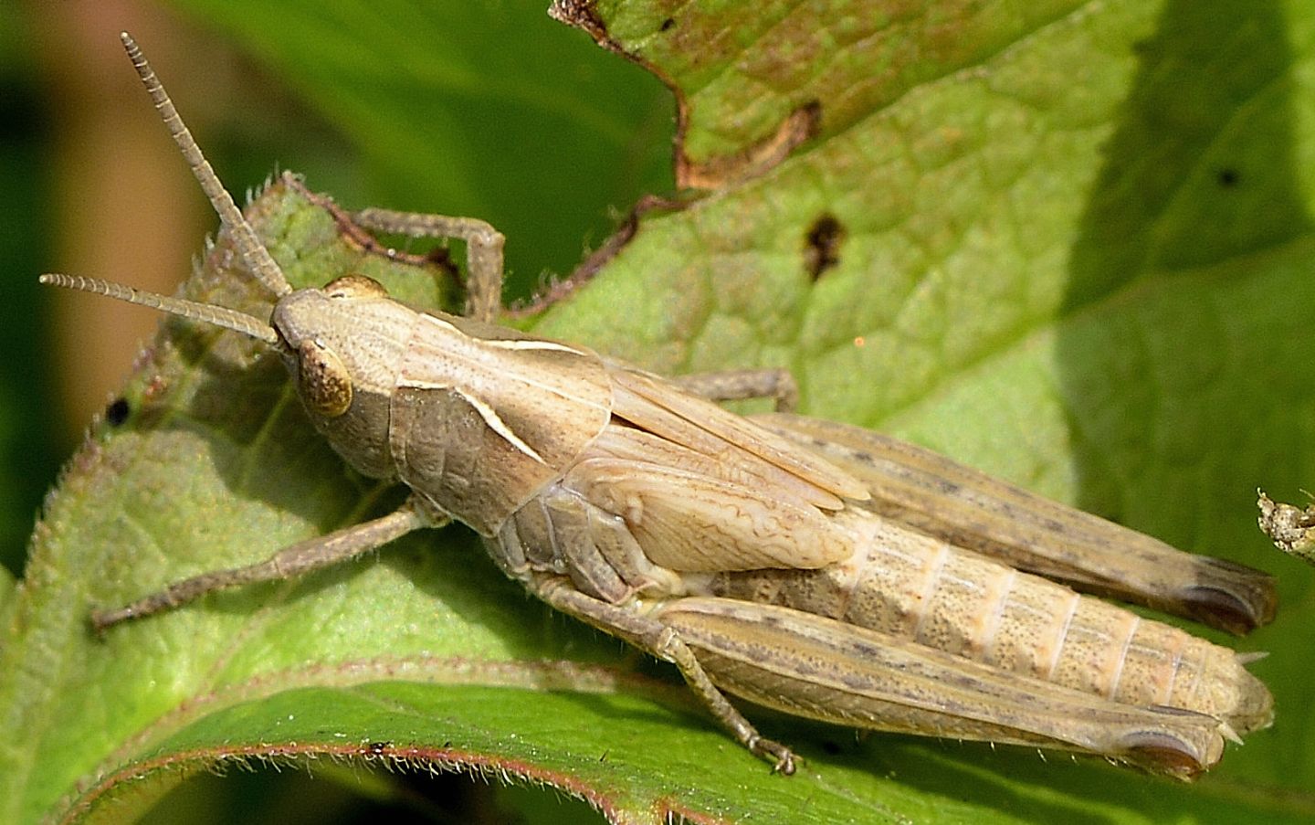 Giovane...  Glyptobothrus brunneus