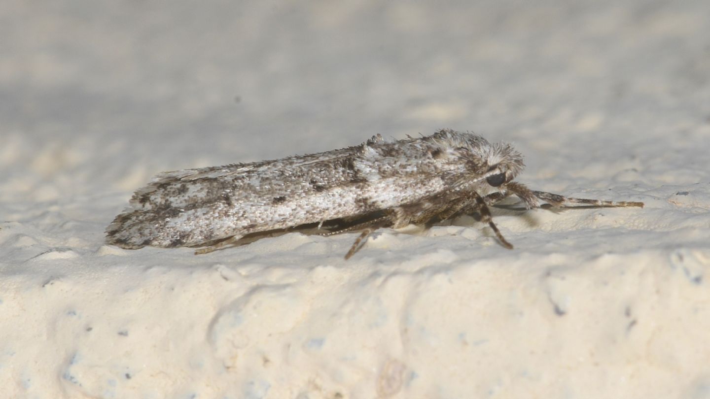 Diurnea fagella (Chimabachidae), maschio