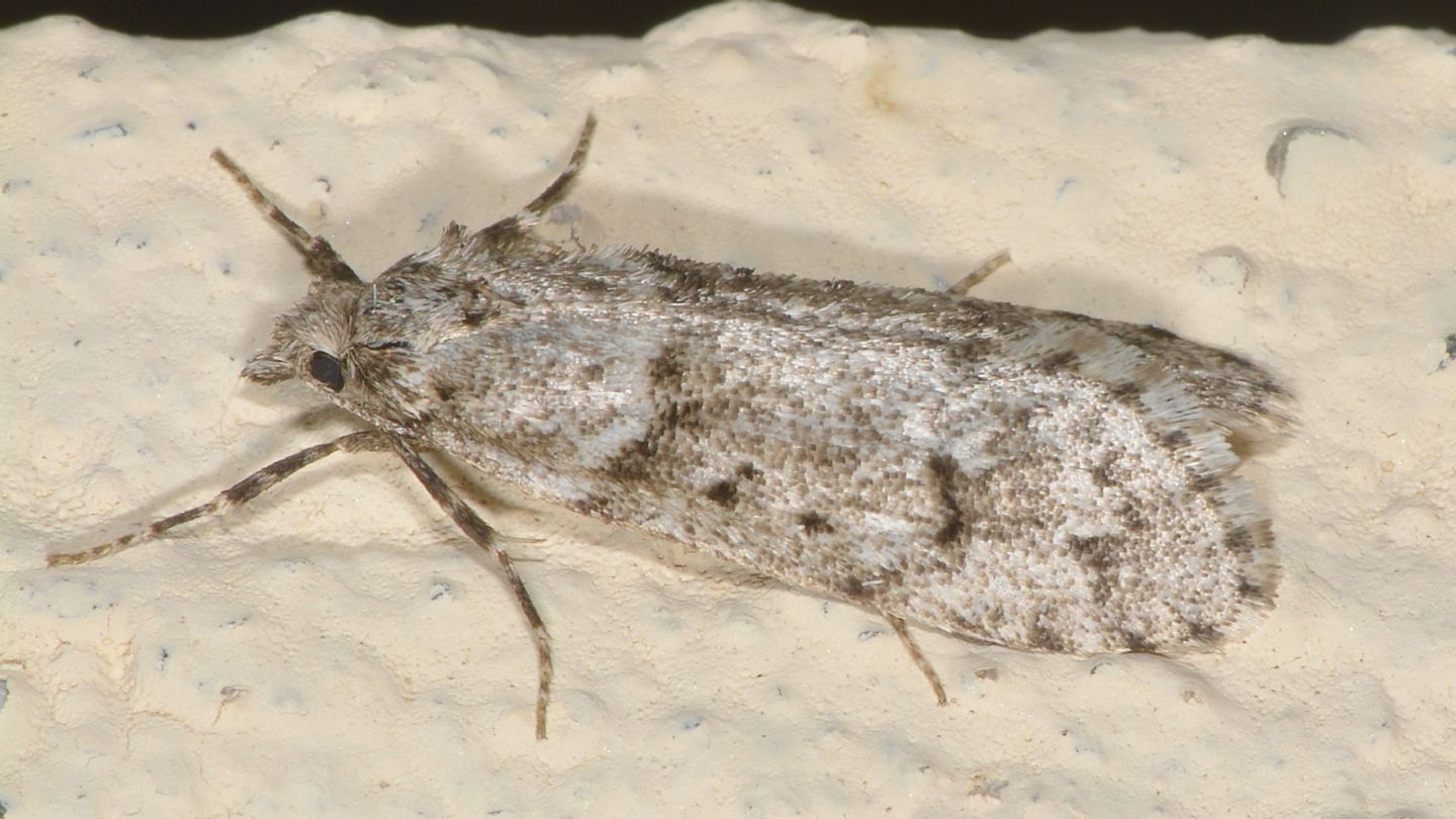 Diurnea fagella (Chimabachidae), maschio