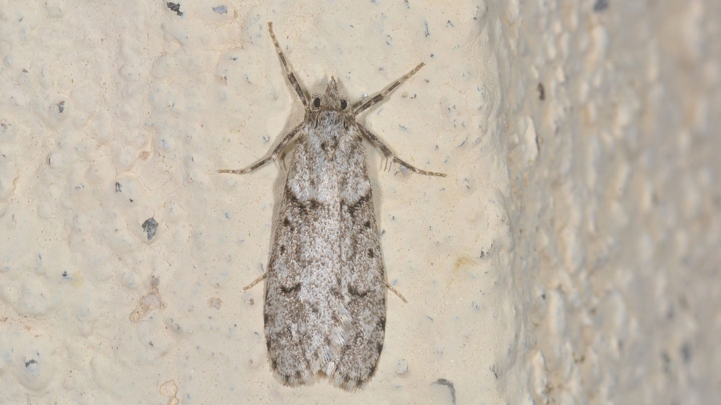 Diurnea fagella (Chimabachidae), maschio