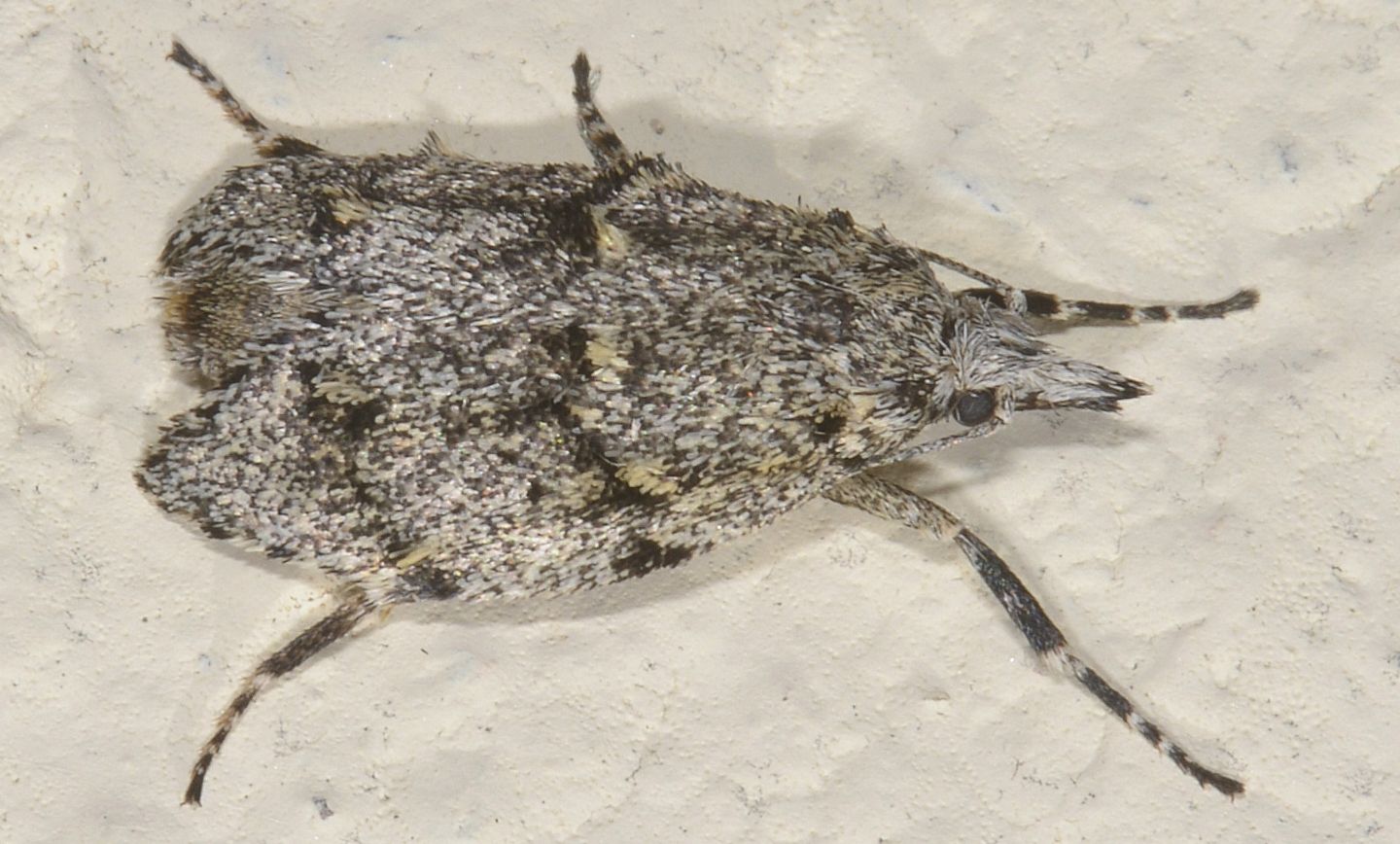 Diurnea fagella (Chimabachidae), femmina