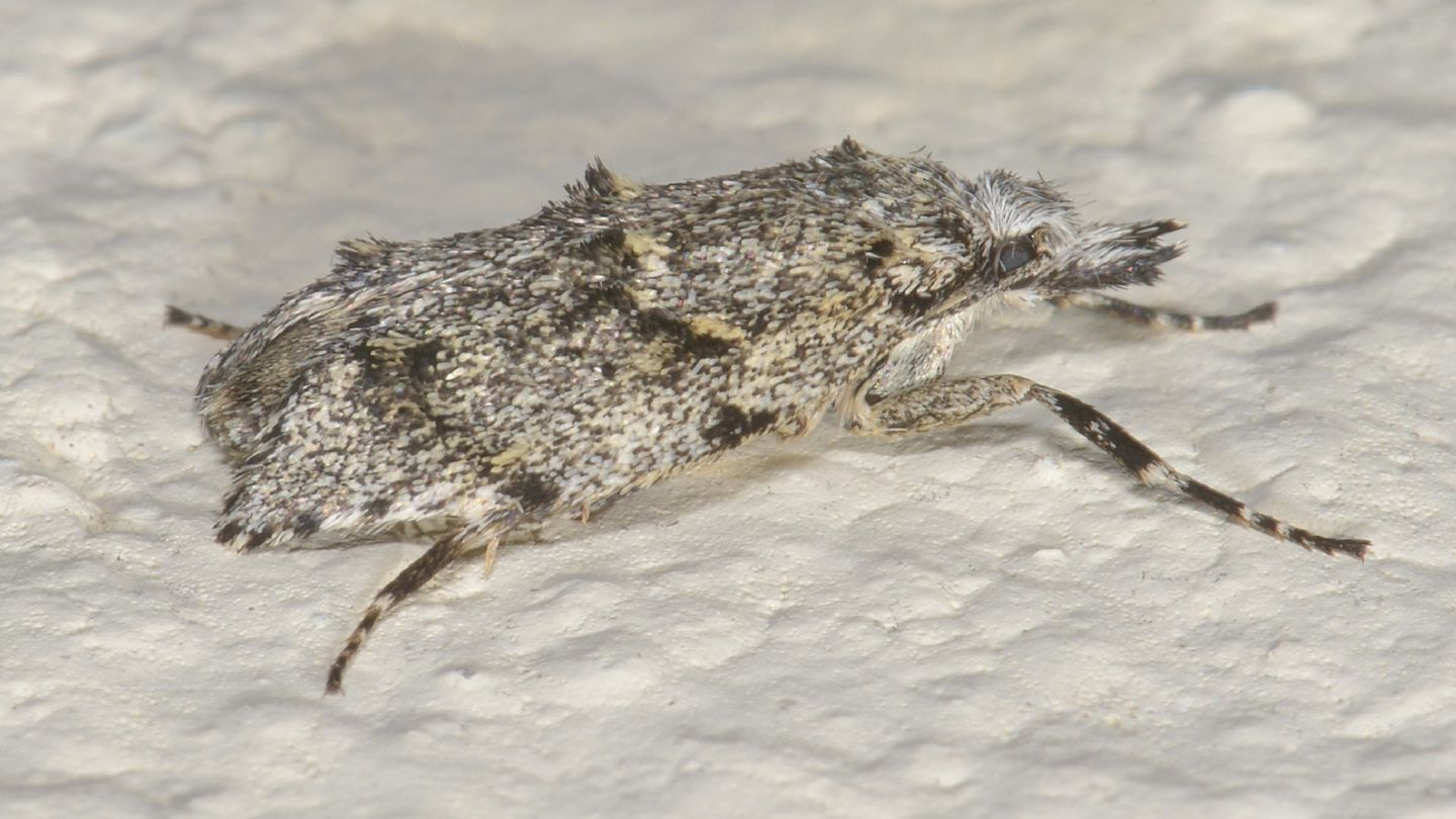 Diurnea fagella (Chimabachidae), femmina