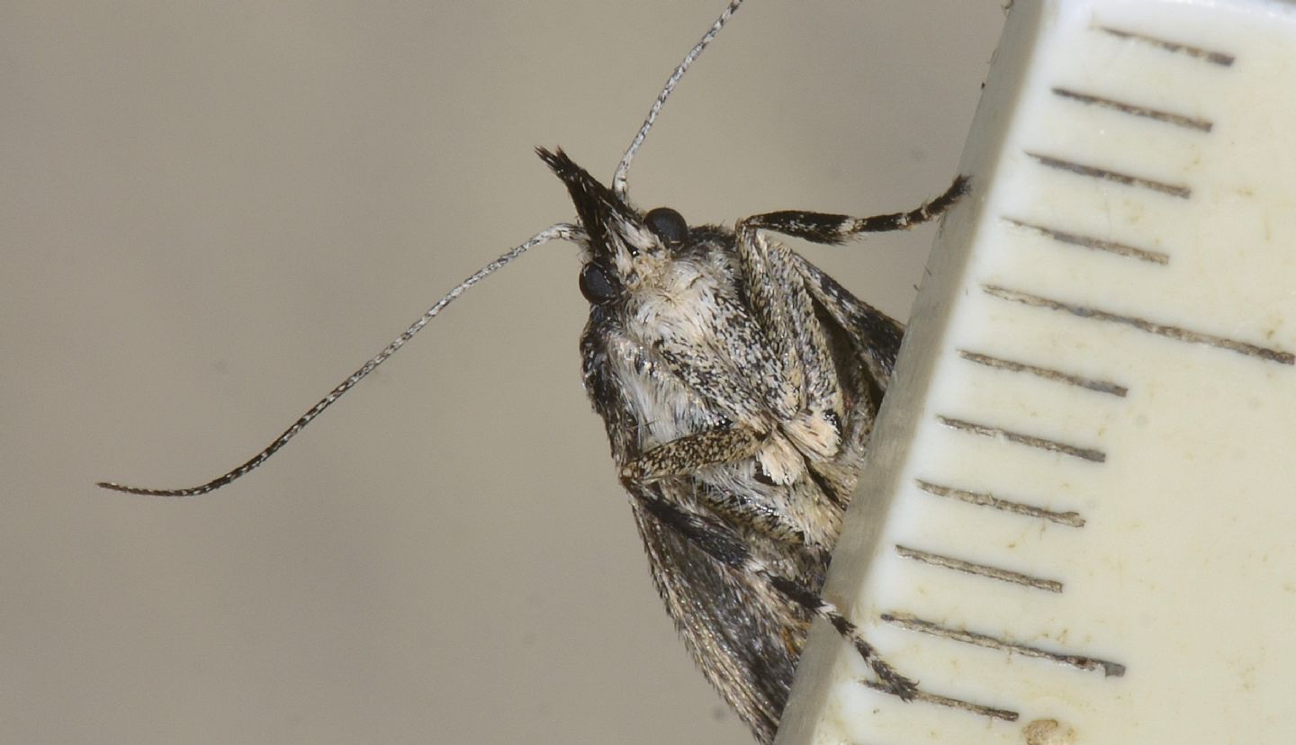 Diurnea fagella (Chimabachidae), femmina