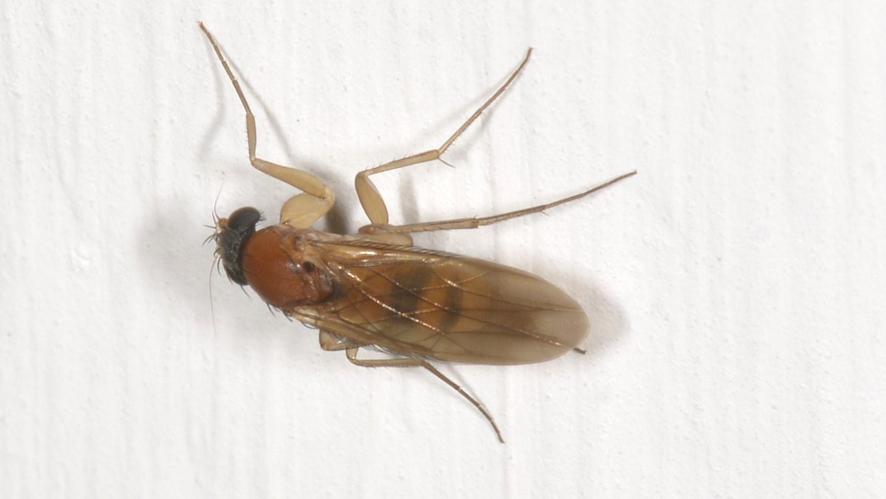 Di che famiglia ? Phoridae sp.