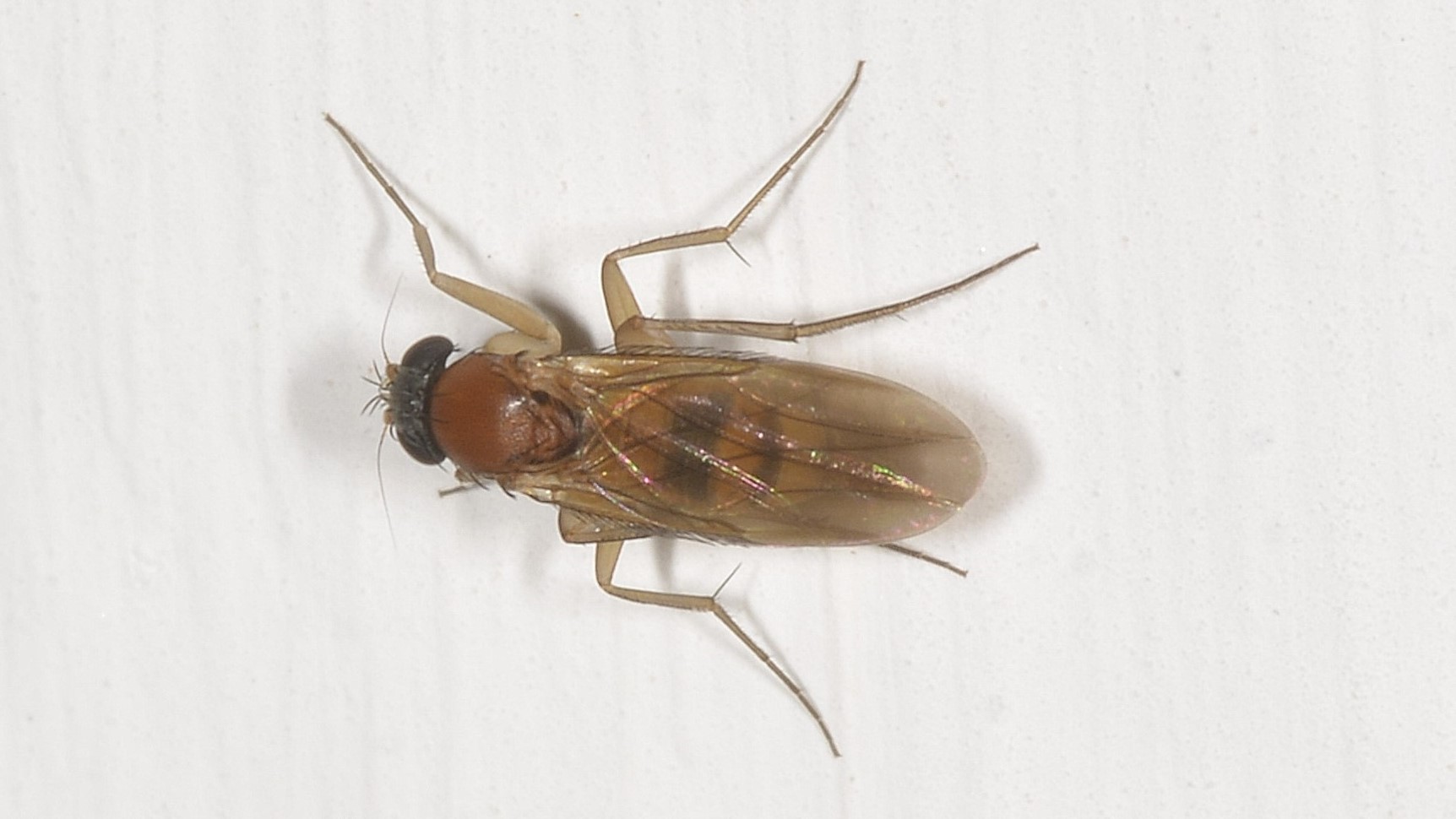 Di che famiglia ? Phoridae sp.