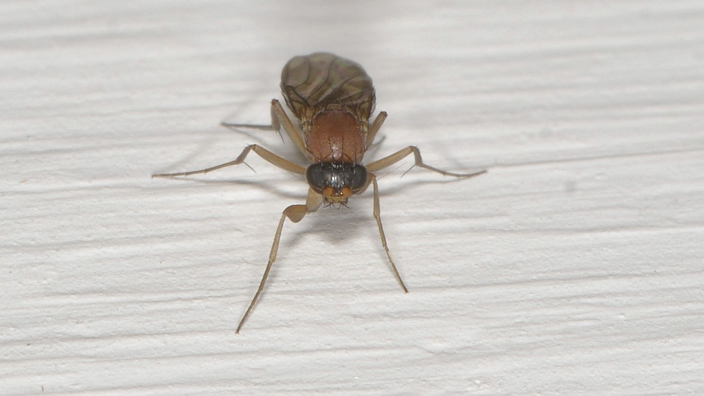 Di che famiglia ? Phoridae sp.
