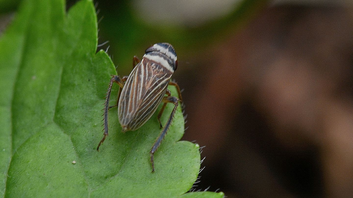 Cicadellidae: Aphrodes sp.