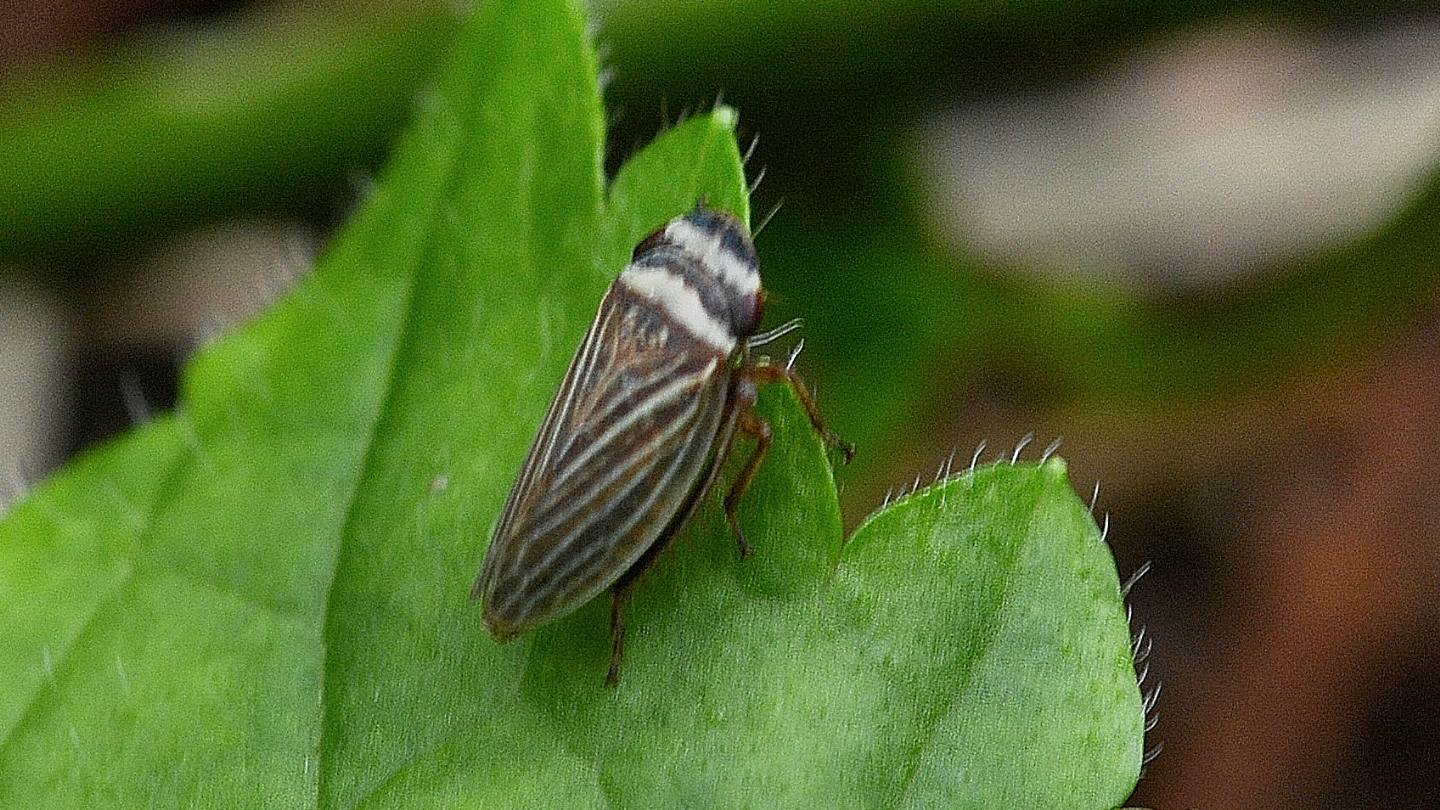 Cicadellidae: Aphrodes sp.