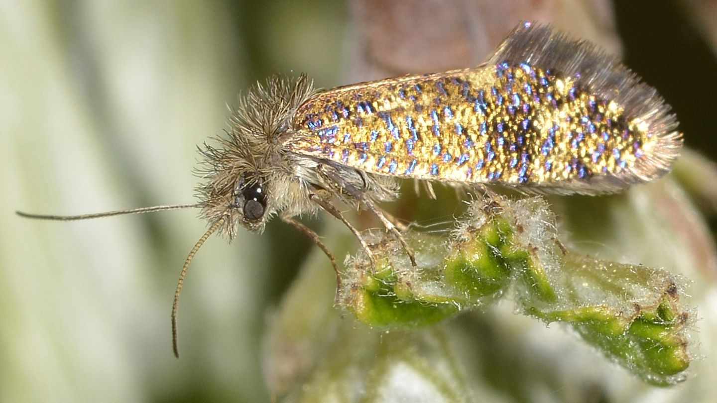 un gioiello:   Dyseriocrania subpurpurella (Eriocraniidae)