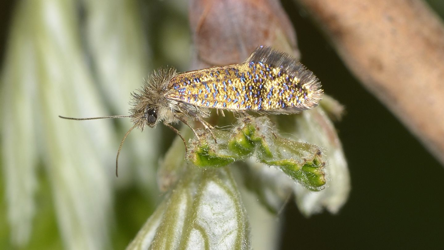 un gioiello:   Dyseriocrania subpurpurella (Eriocraniidae)