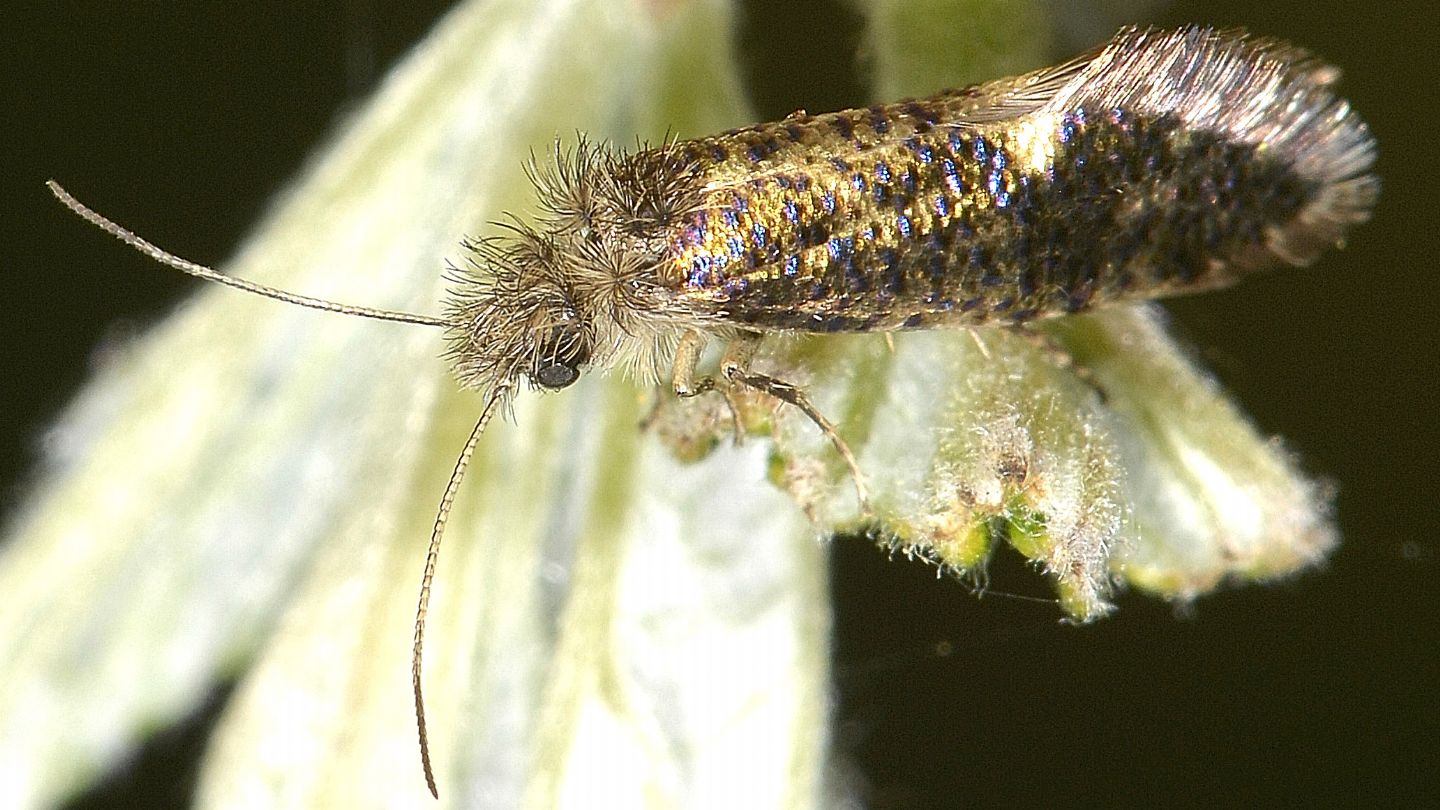 un gioiello:   Dyseriocrania subpurpurella (Eriocraniidae)