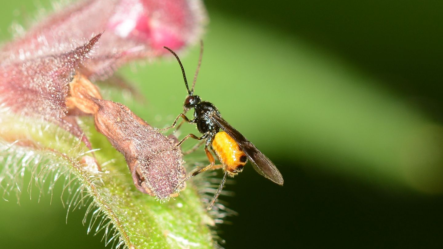 Braconidae, Cyanopterus?