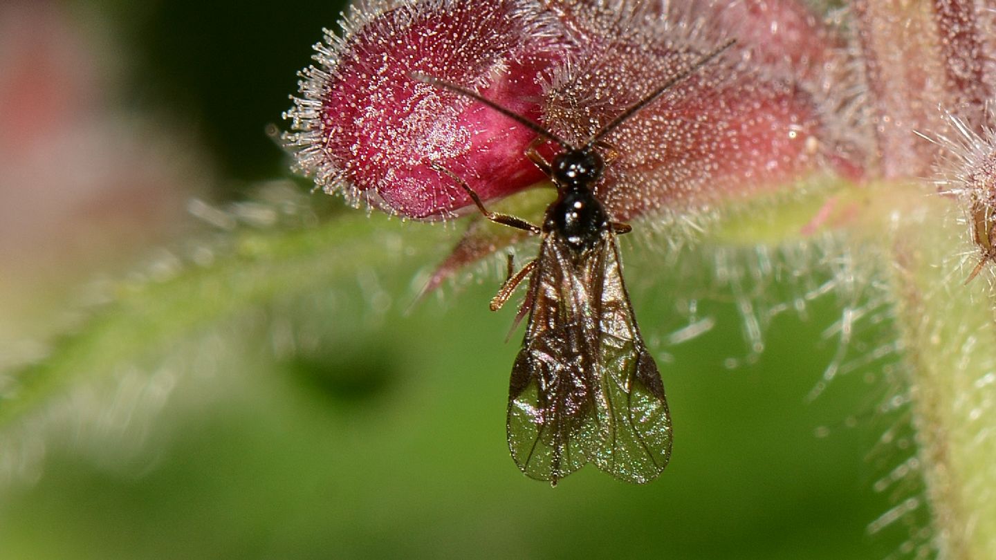 Braconidae, Cyanopterus?