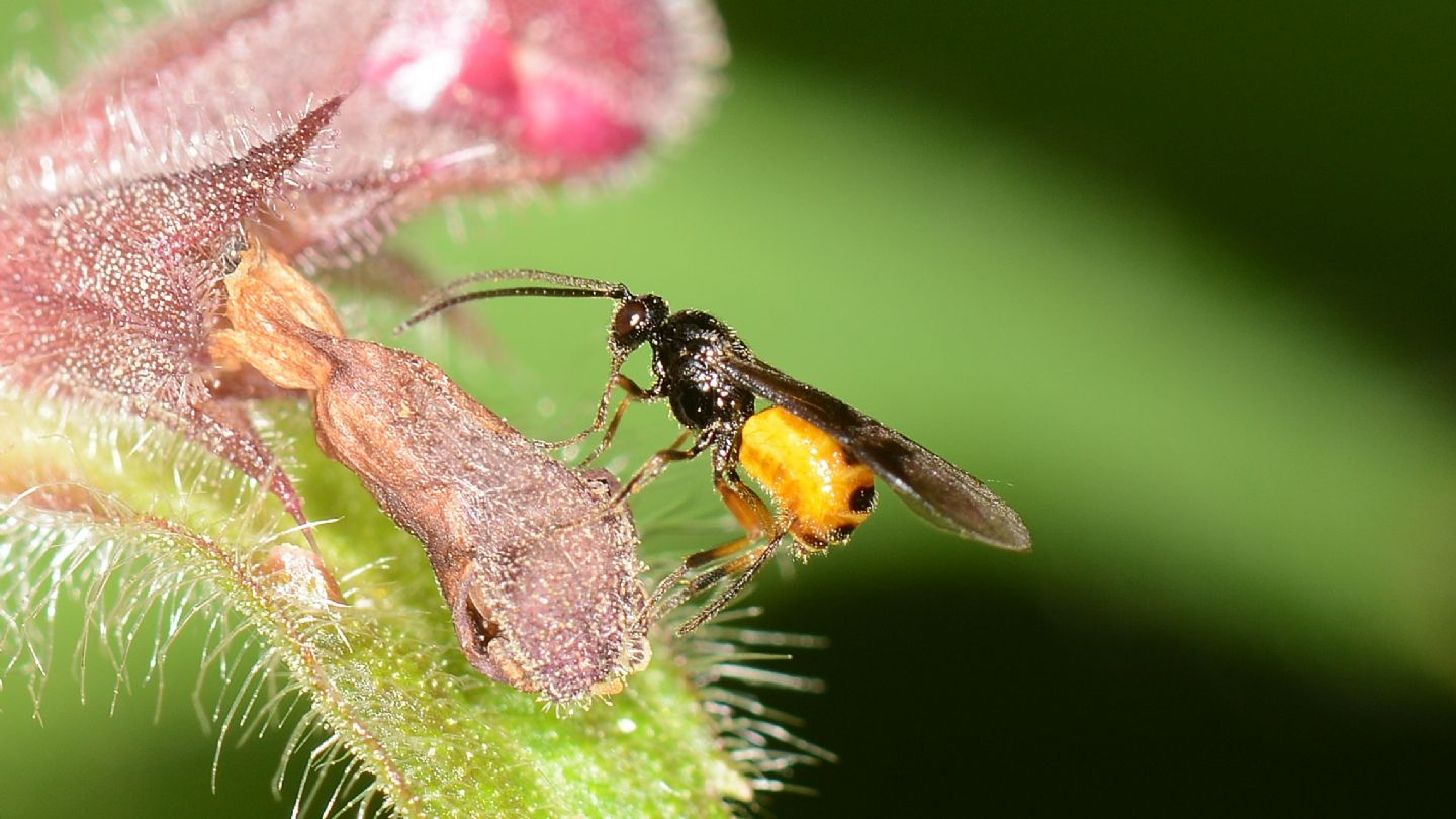 Braconidae, Cyanopterus?