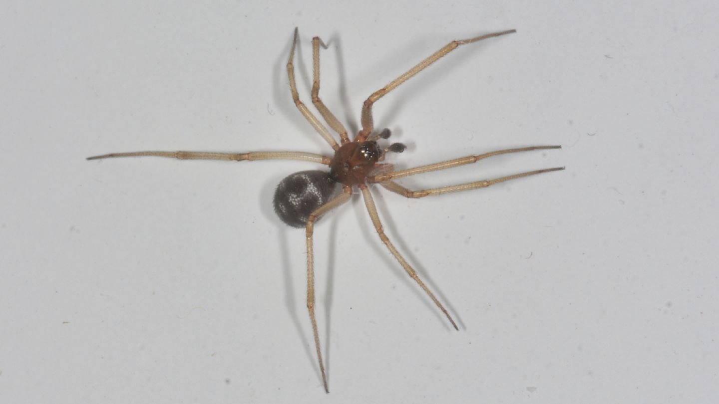 Steatoda grossa (Theridiidae), maschio