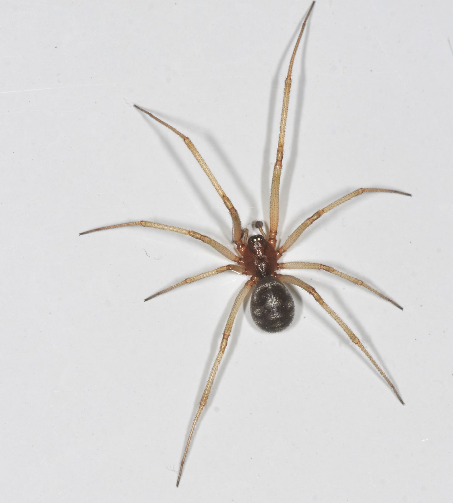 Steatoda grossa (Theridiidae), maschio