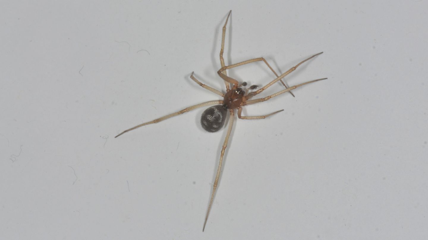 Steatoda grossa (Theridiidae), maschio