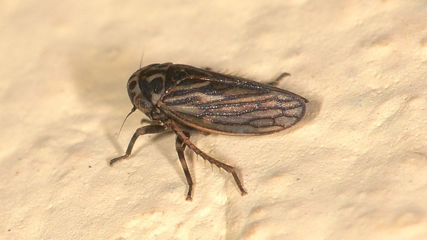 Piccola scura:  Anaceratagallia sp.  da confermare