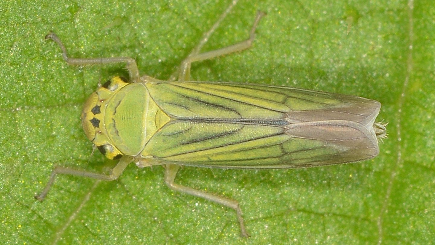 Cicadella sp.