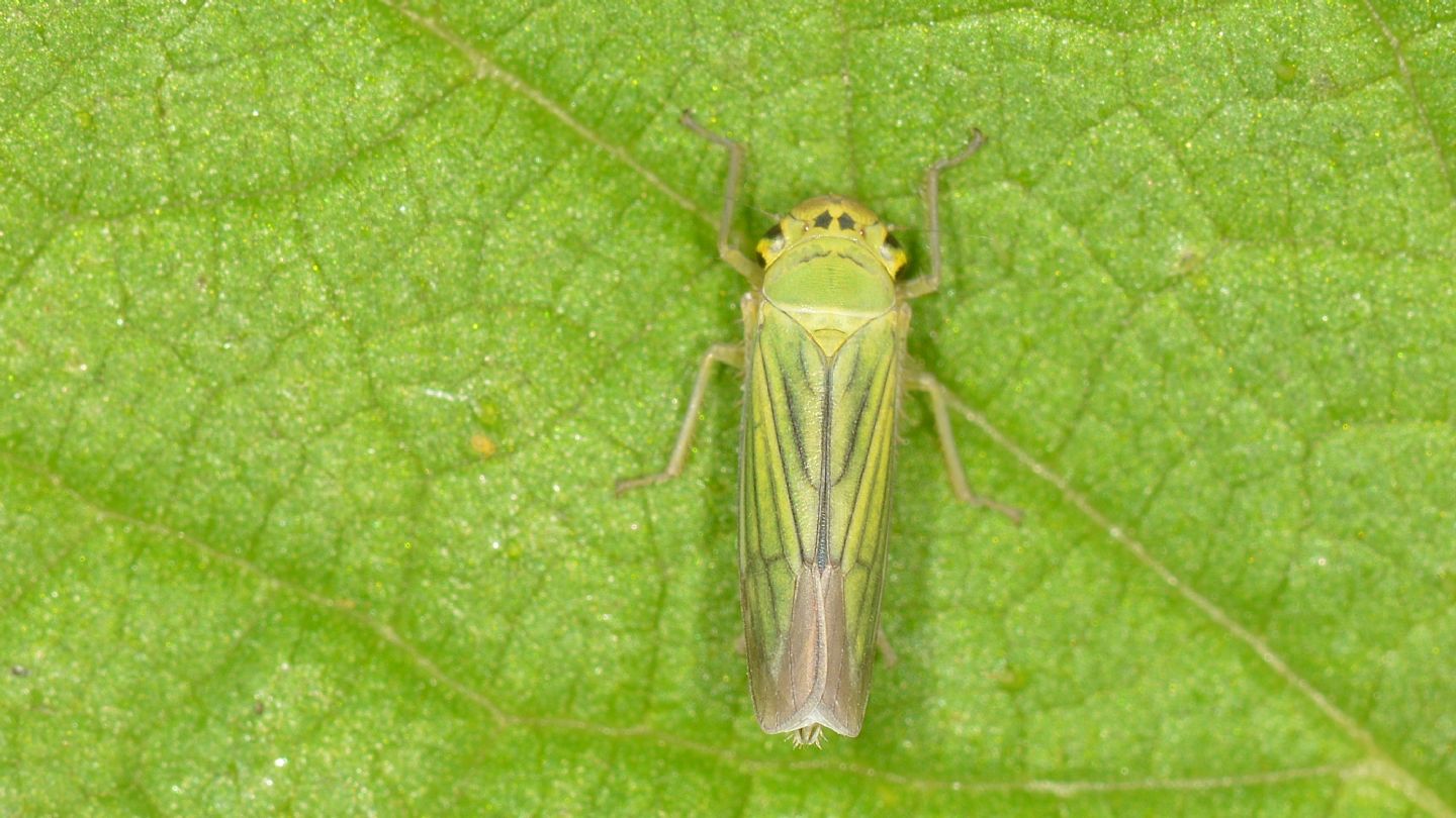 Cicadella sp.