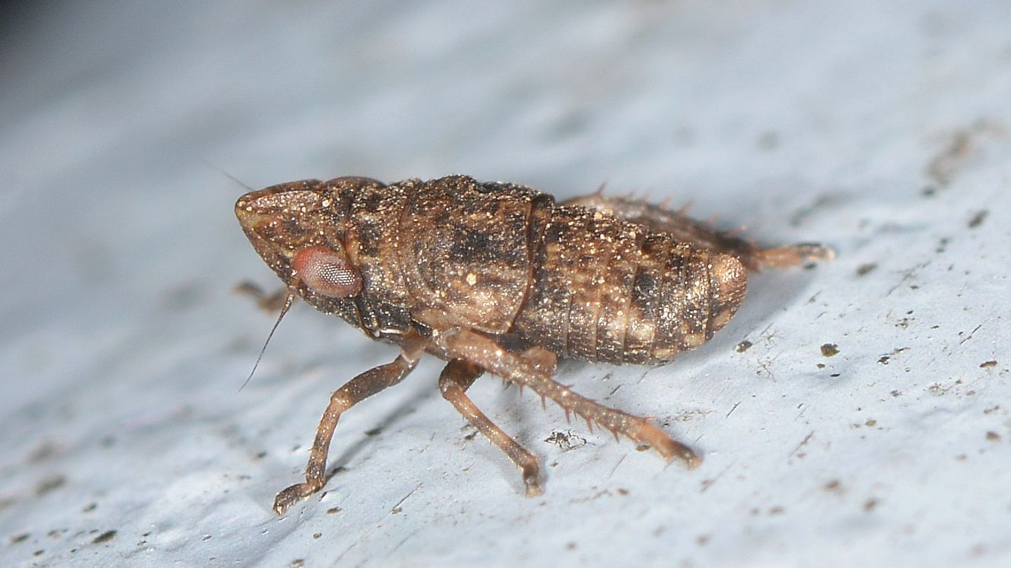 Cos'' ? Cicadellidae: Errhomenus brachypterus, giovane