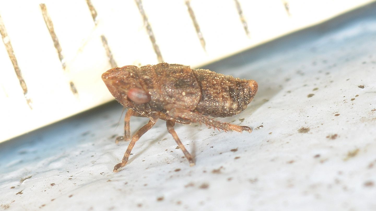 Cos'' ? Cicadellidae: Errhomenus brachypterus, giovane