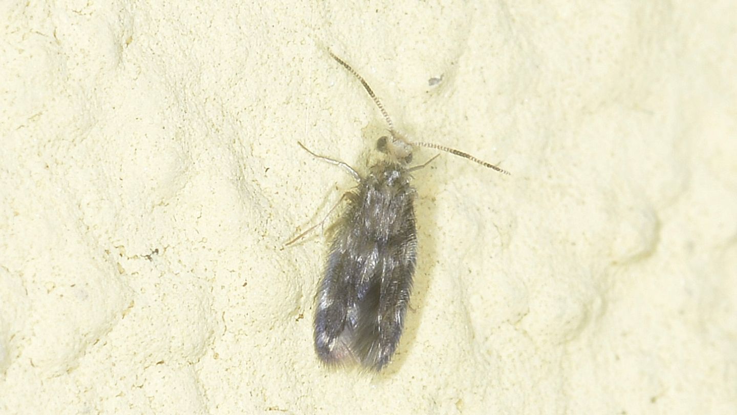 Famiglia ? Hydroptilidae