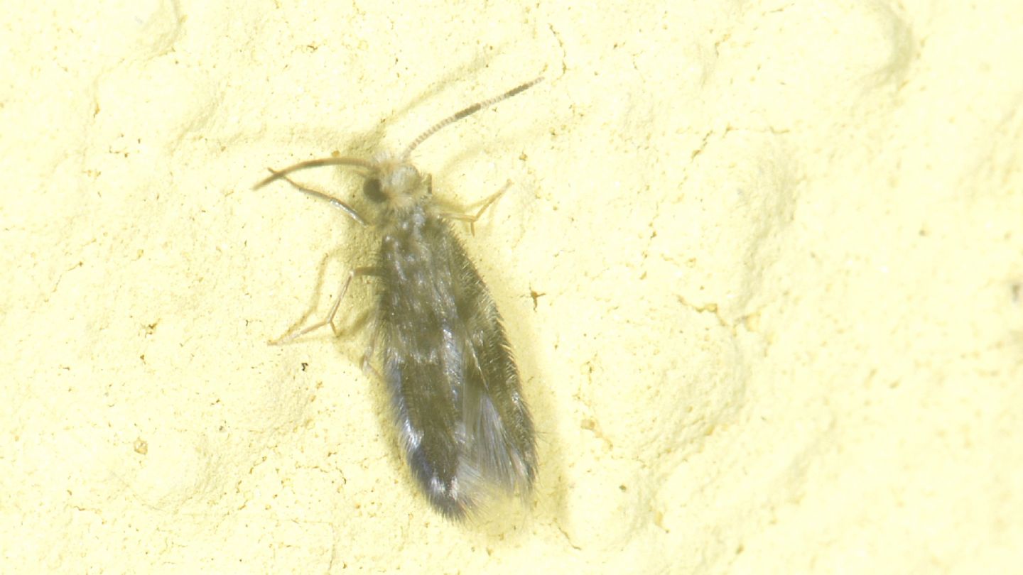 Famiglia ? Hydroptilidae