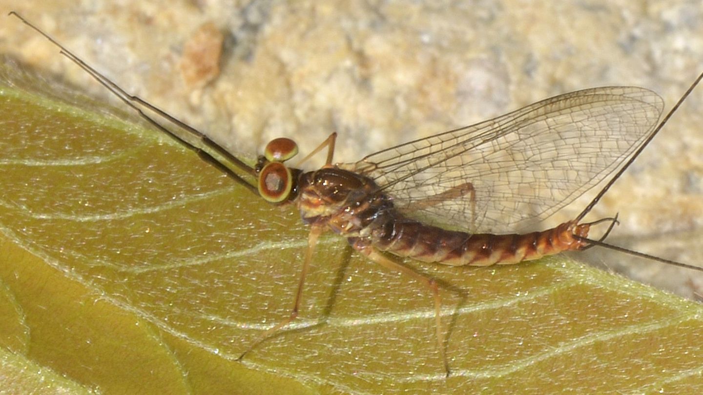 Ephemera - Ecdyonurus sp. (Heptageniidae), maschio