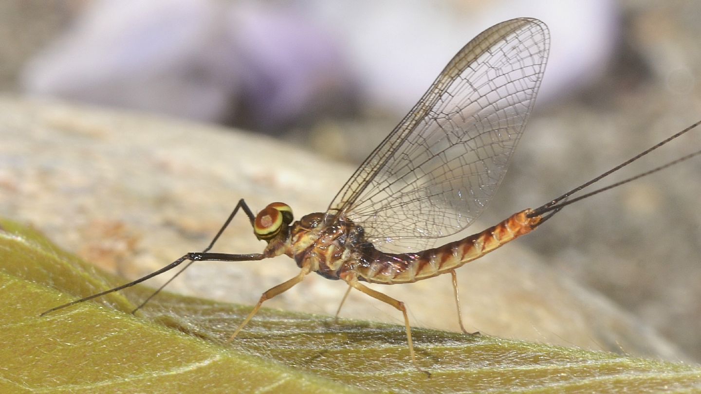 Ephemera - Ecdyonurus sp. (Heptageniidae), maschio