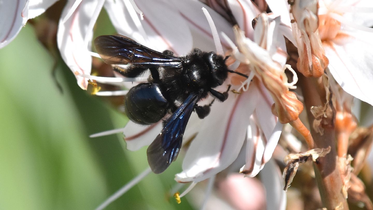 Neri da Capraia:  Andrena sp.