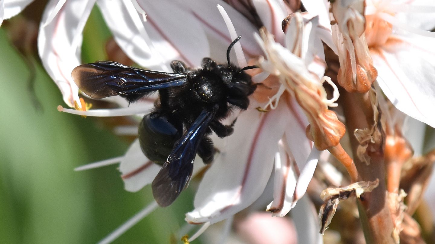 Neri da Capraia:  Andrena sp.