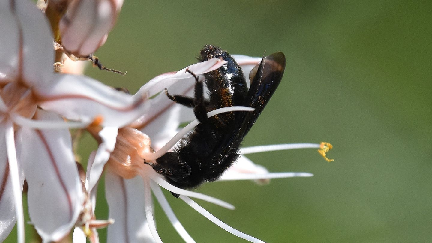 Neri da Capraia:  Andrena sp.