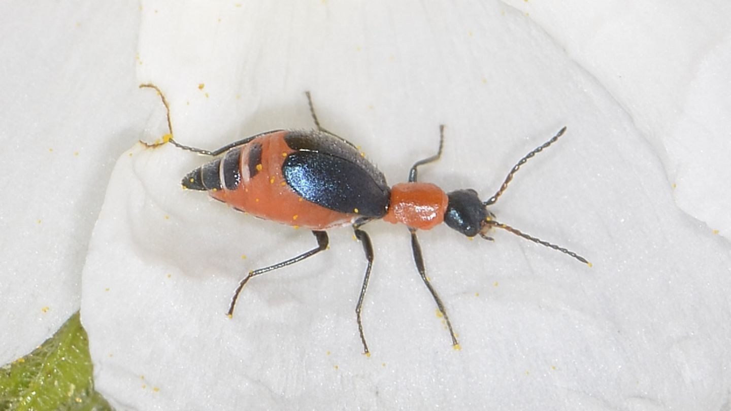 Malachiidae a Capraia:  Cyrtosus longicollis, femmina