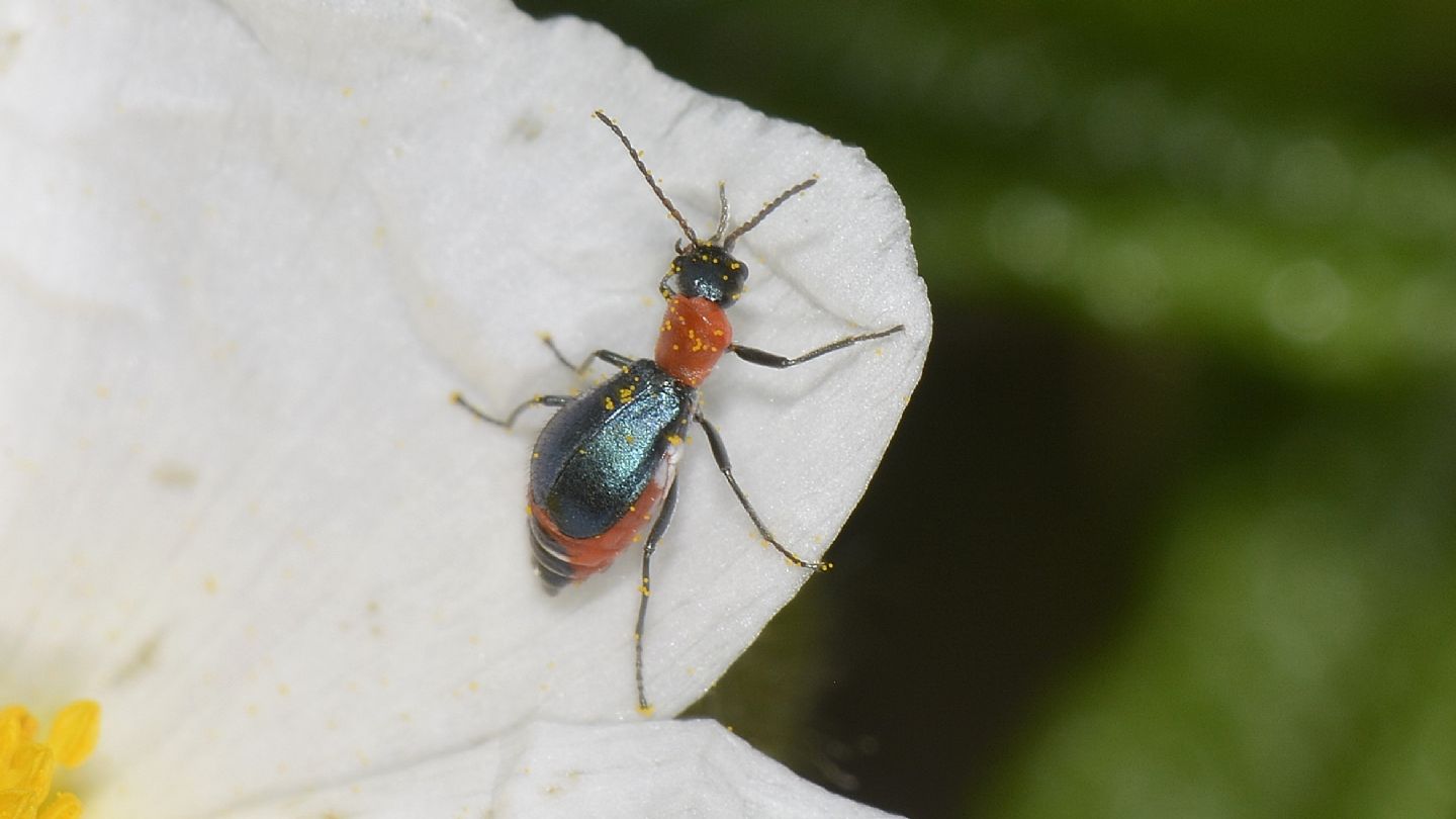 Malachiidae a Capraia:  Cyrtosus longicollis, femmina