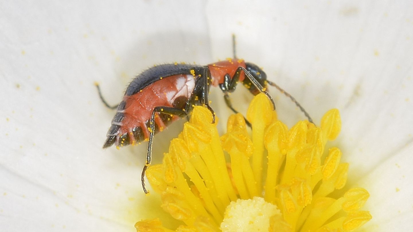 Malachiidae a Capraia:  Cyrtosus longicollis, femmina